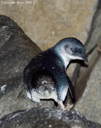 A penguins bum!!  Enlarge it and have a look 

Not sure... by Cal Mero 